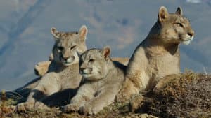 Puma de la Patagonia