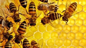 The Mystery of the Disappearing Bees — foto 1