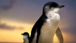 Penguin Island — foto 1