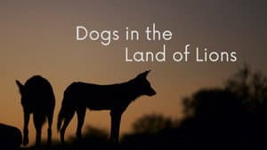 Dogs in the Land of Lions — foto 1