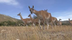 Parque Patagonia — foto 1