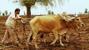 गाभ्रीचा पाऊस — foto 1