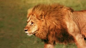 El león africano — foto 2
