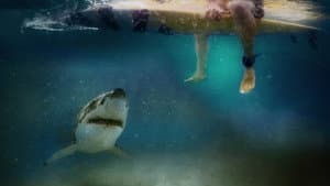 Cabo Cod: La Amenaza de los Mares — foto 1