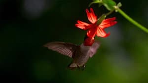 Migrations: Frequent Flyers — foto 1