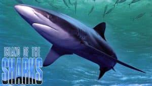 Island of the Sharks — foto 1