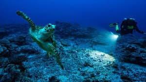 Perpetual Planet: Heroes of the Oceans — foto 1