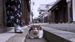 Episodio 10