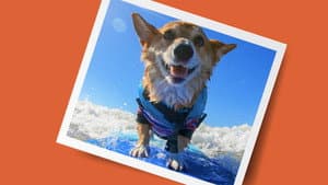 It's a Dog's Life with Bill Farmer — foto 10