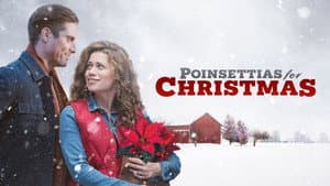 Poinsettias for Christmas — foto 4