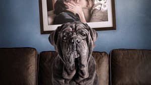 Mon chien stupide — foto 2
