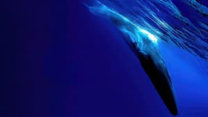 The Loneliest Whale: The Search for 52 — foto 1