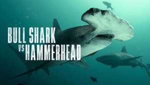 Bull Shark vs. Hammerhead — foto 5