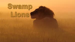 Swamp Lions — foto 1