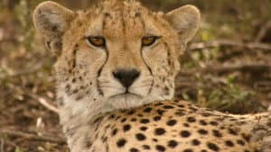 Serengeti Speed Queen — foto 2