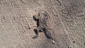283 Frogs — foto 1