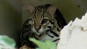 Resgate Animal — foto 1