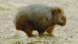 La vida secreta de los wombat — foto 5
