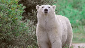 Kingdom of the Polar Bears — foto 8