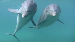 Dolphins — foto 1