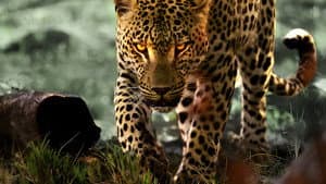 La vida entre leopardos — foto 4