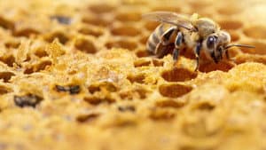 Secrets of the Bees — foto 7