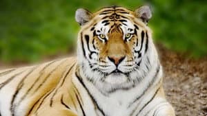 Tigerland — foto 2