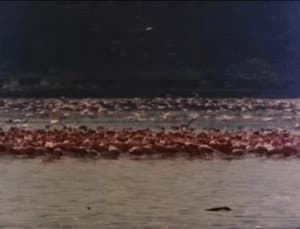 Los flamingos solo vuelan los martes