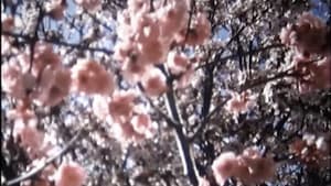 Pastourelle — foto 5