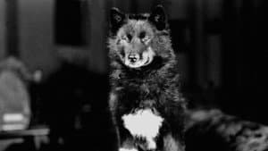 Balto - helten fra Alaska — foto 7