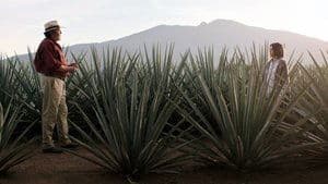 El tostoneo