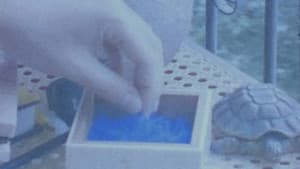 Bicho Azul — foto 1
