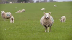 Baa Baa Land — foto 1