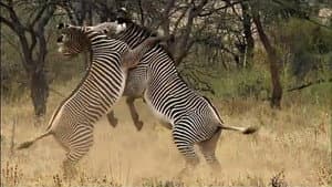 Afrique Sauvage — foto 1