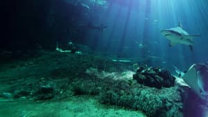 Nausicaá : Dans les coulisses du plus grand aquarium d'Europe — foto 1