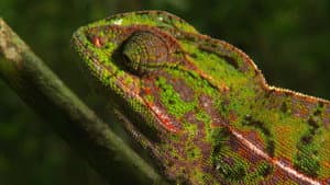 Madagascar: Land of the Chameleons — foto 2