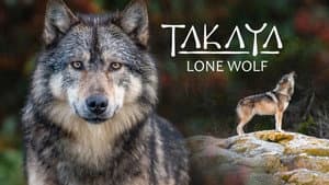 Takaya, le loup solitaire — foto 1