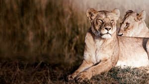 Lion Dynasty — foto 2