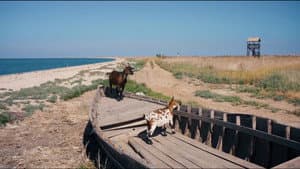 Немає тіні у лісі — foto 4