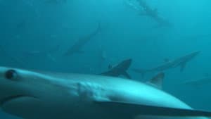 Great Shark Chow Down — foto 9