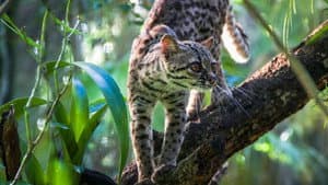 Big Cats: An Amazing Animal Family — foto 4