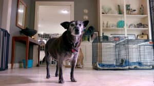 Life in the Doghouse — foto 2