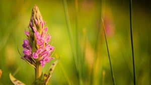 Verborgene Schönheit: Die Orchideen des Saaletals — foto 2