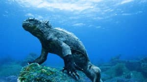 Galapagos 3D with David Attenborough — foto 4