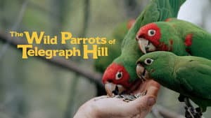 The Wild Parrots of Telegraph Hill — foto 4