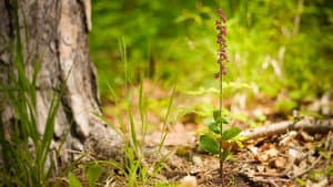 Verborgene Schönheit: Die Orchideen des Saaletals — foto 5