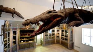 Die Geschichte des Museums – Von der Wunderkammer zum Wahrzeichen — foto 1