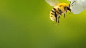 Secrets of the Bees — foto 2