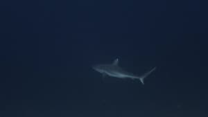 Sharks: Predators of the Deep — foto 2