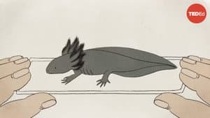 Axolotls: The Salamanders That Snack on Each Other (but Don't Die) — foto 1
